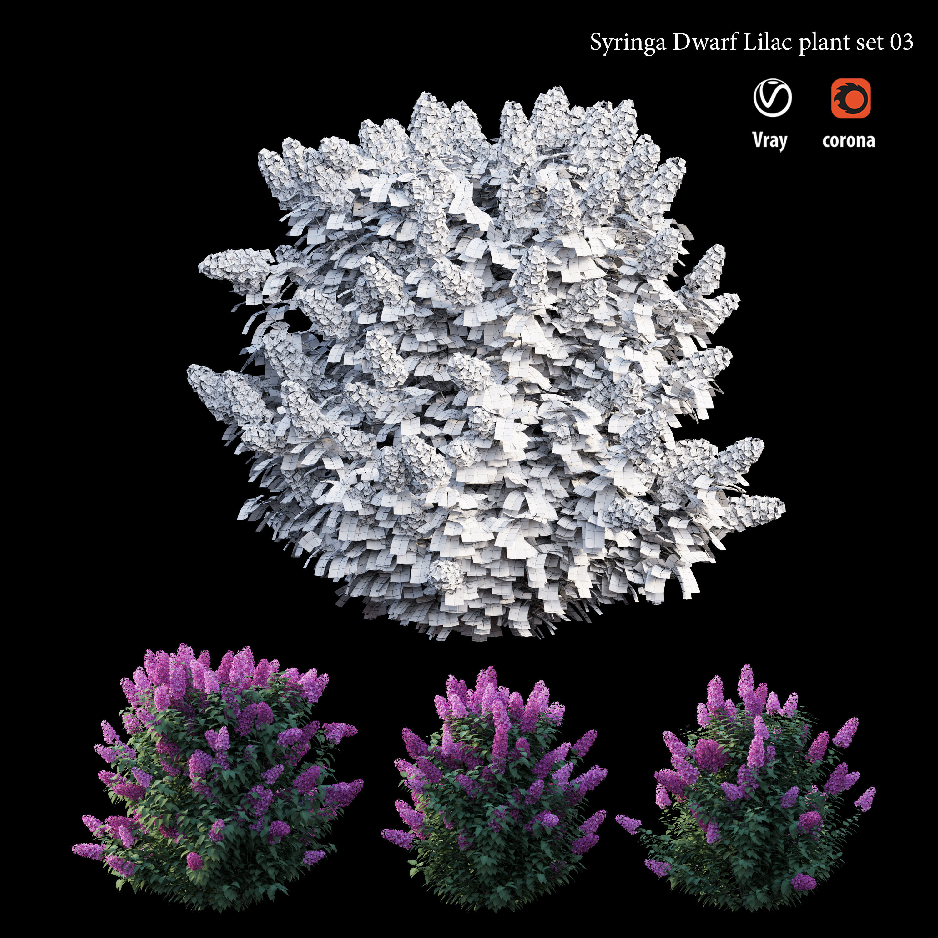 Syringa Dwarf Lilac plant set 03 3D model_4