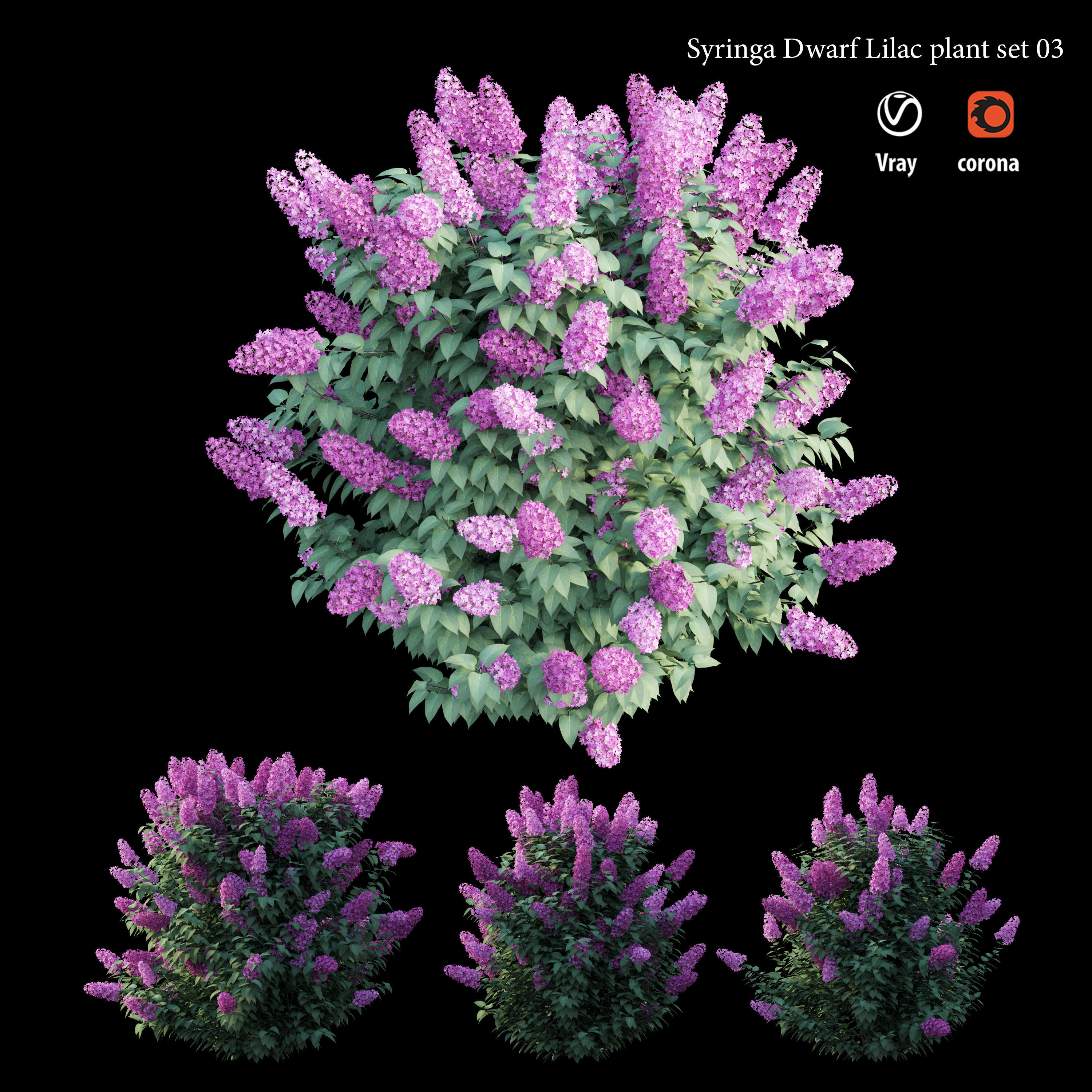 Syringa Dwarf Lilac plant set 03 3D model_3