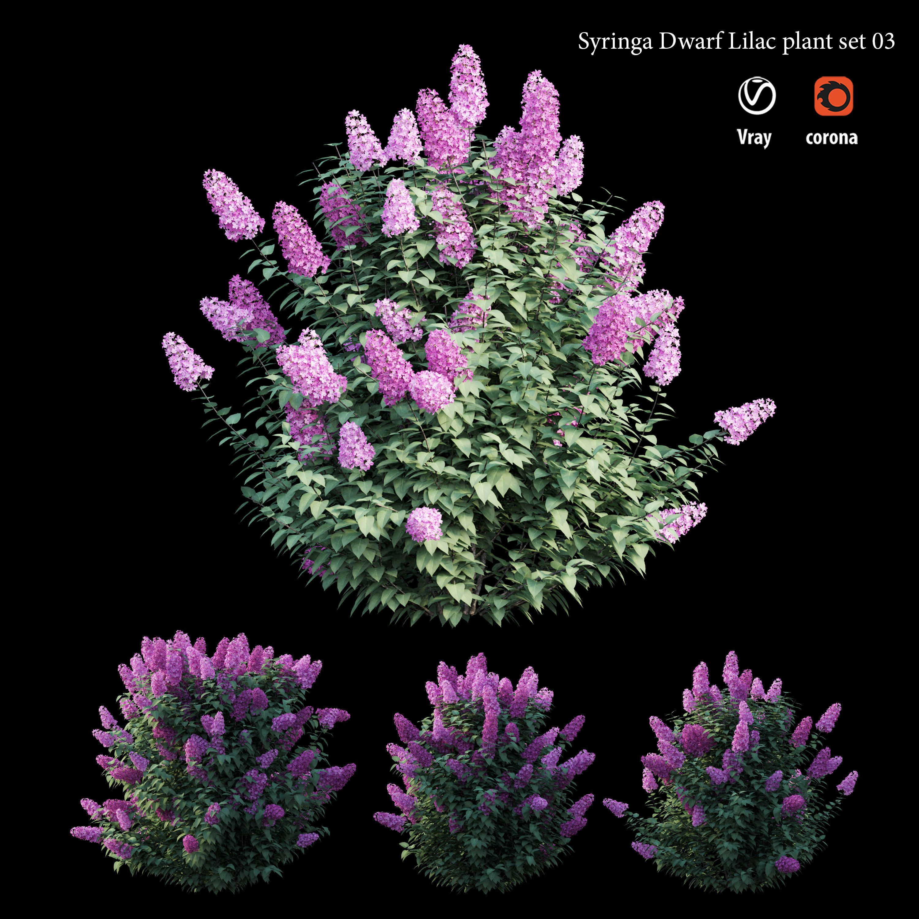 Syringa Dwarf Lilac plant set 03 3D model_2