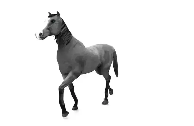 Horse aniamtion