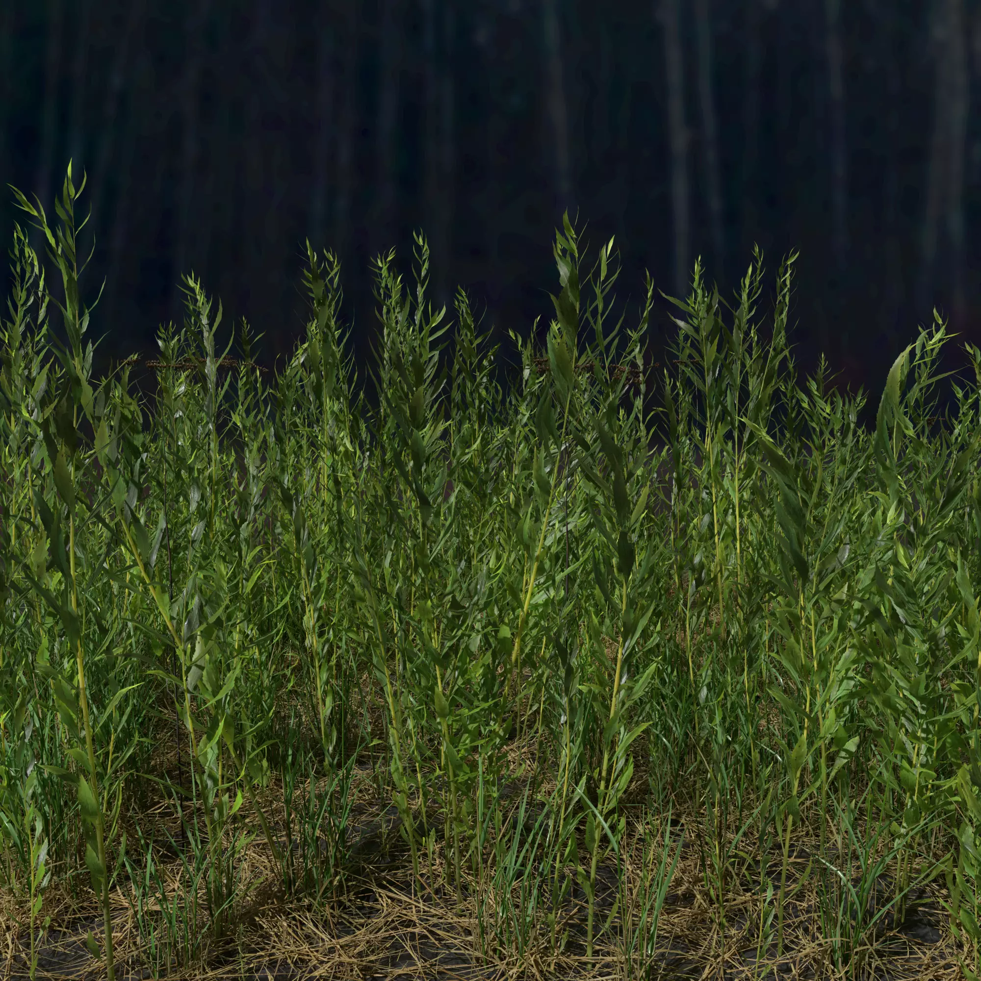 Goldenrod Meadow Patch 3D model