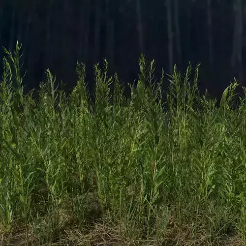 Goldenrod Meadow Patch