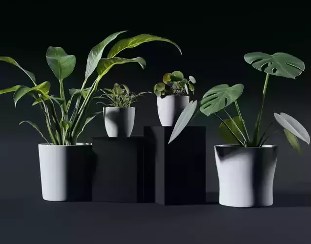 potted plants - pack