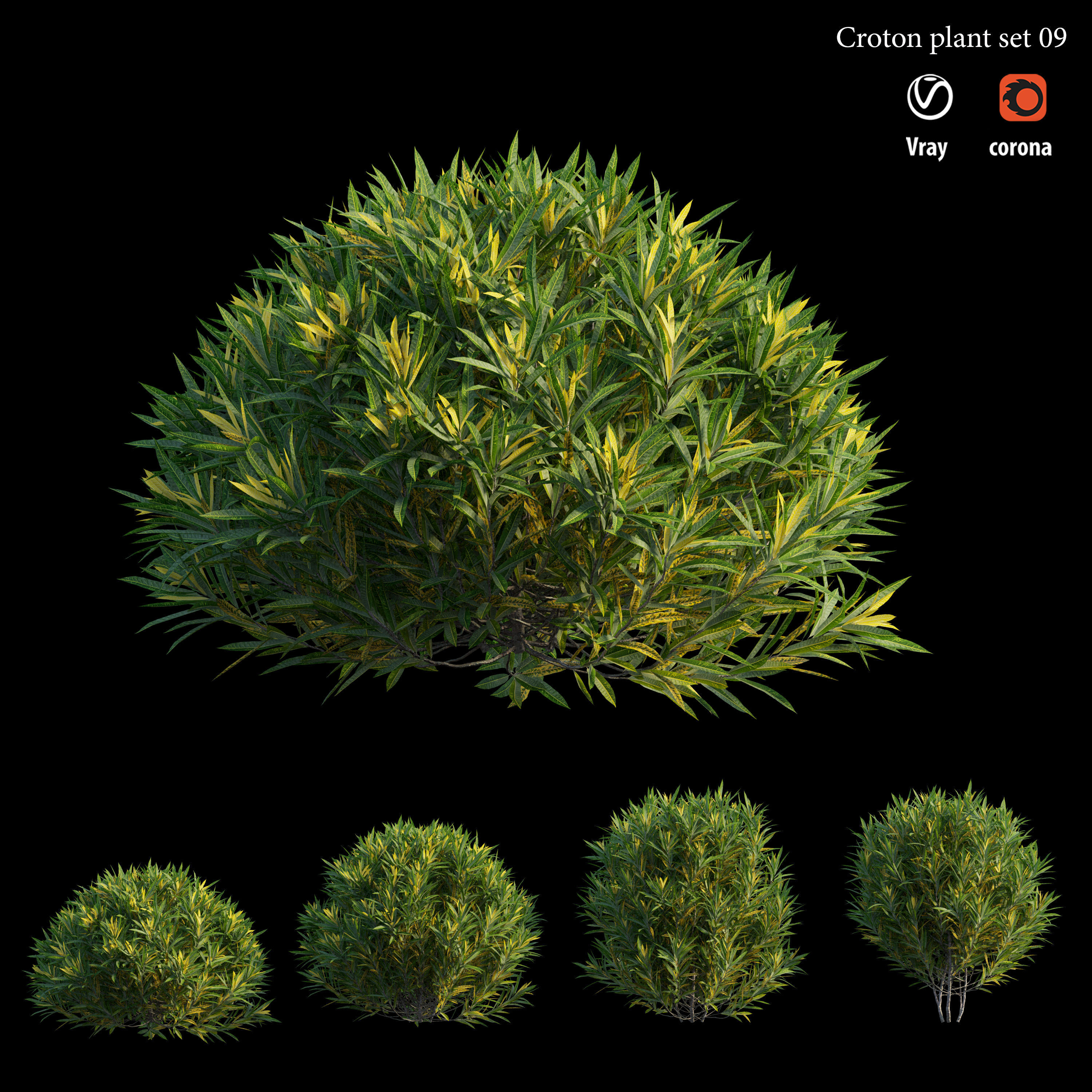 Croton plant set 09 3D model_3