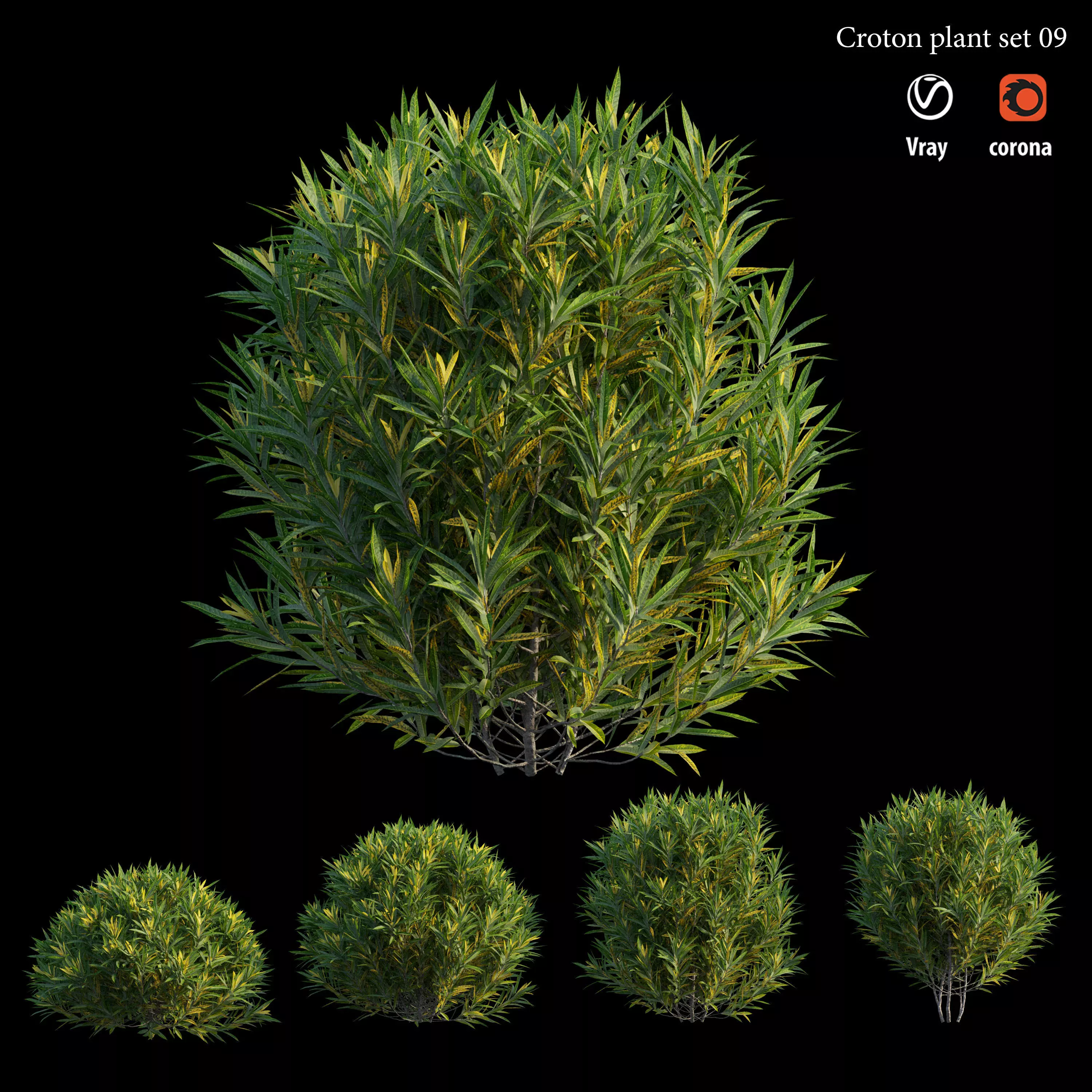 Croton plant set 09 3D model_0