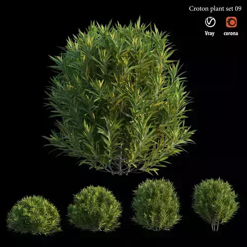 Croton plant set 09 3D model