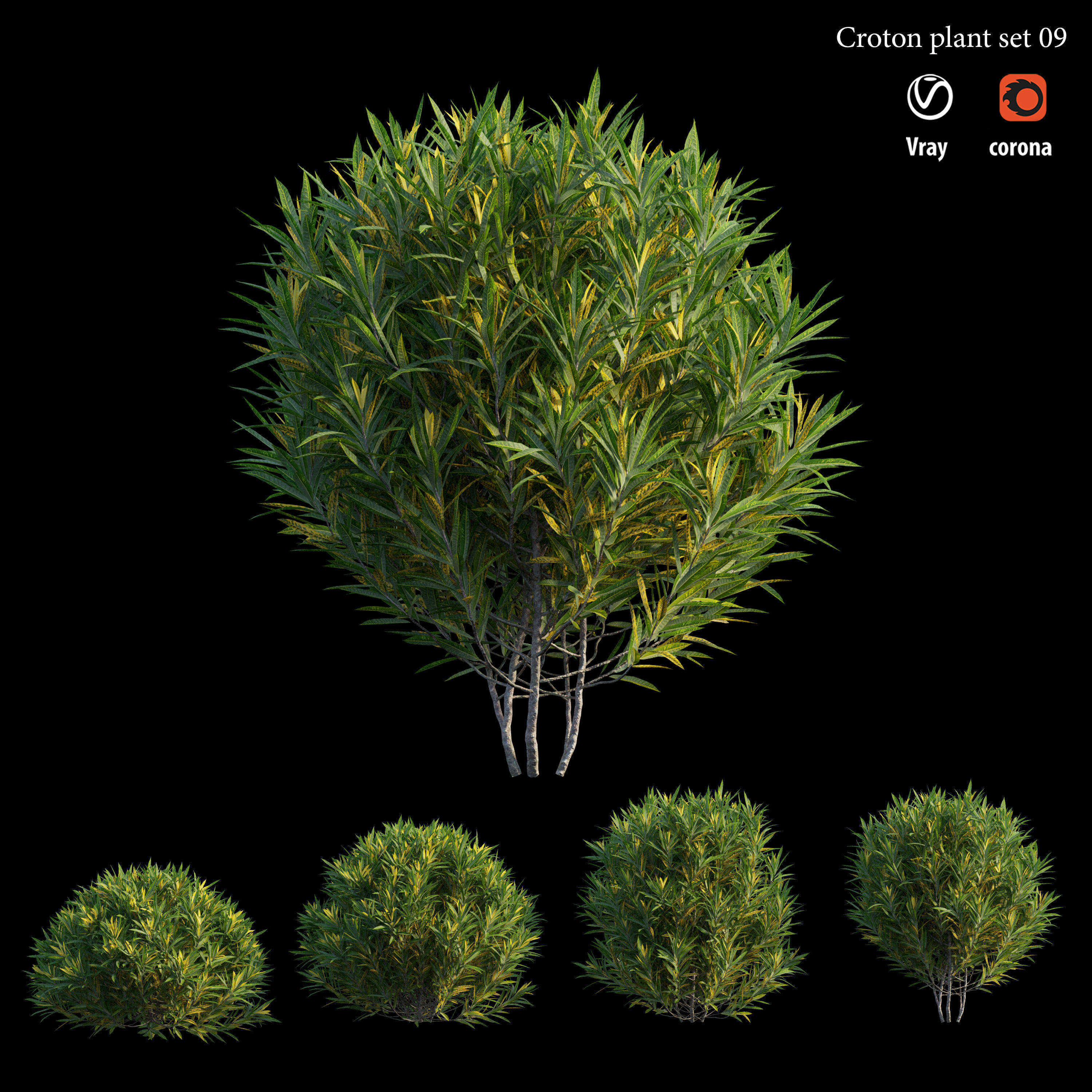 Croton plant set 09 3D model_2