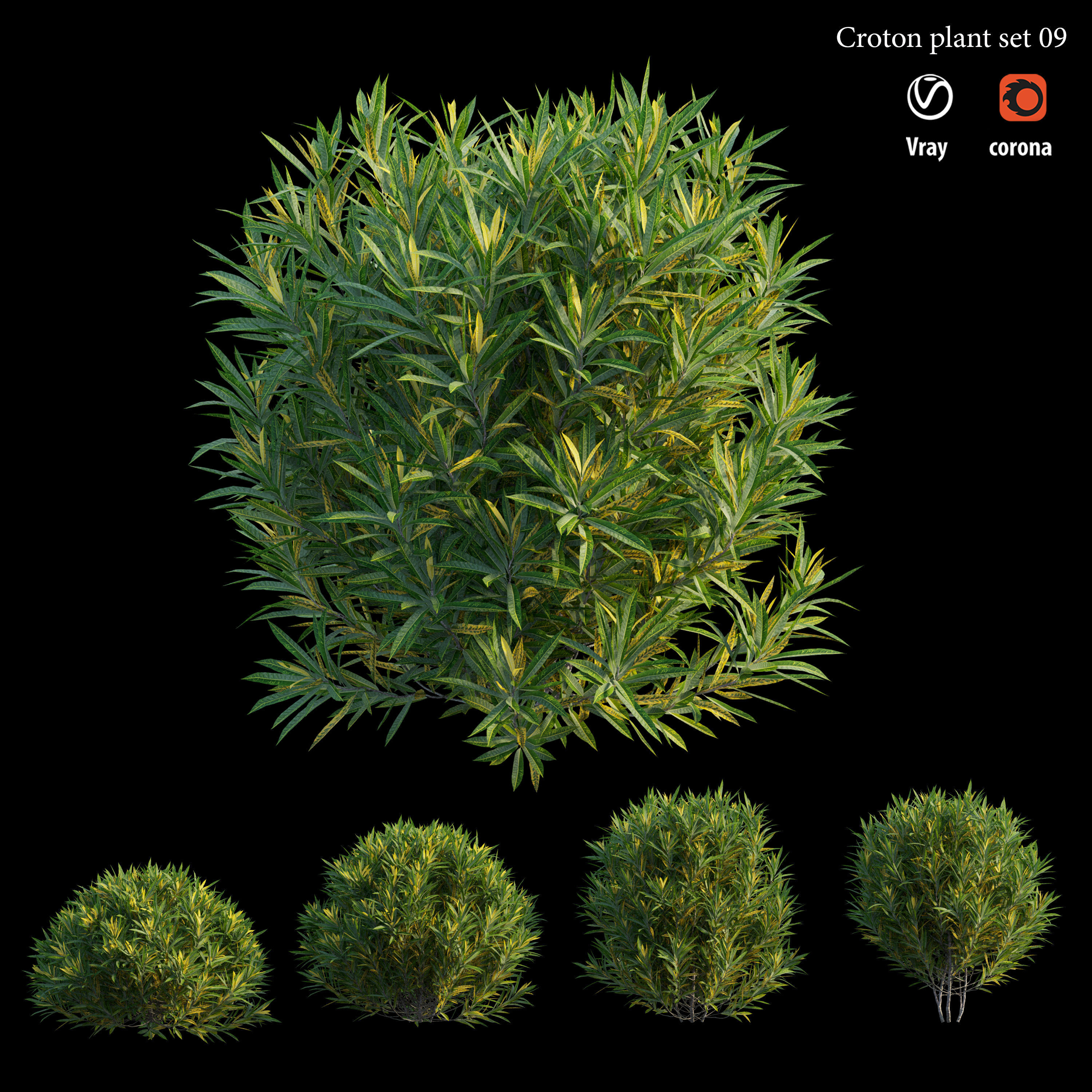 Croton plant set 09 3D model_4