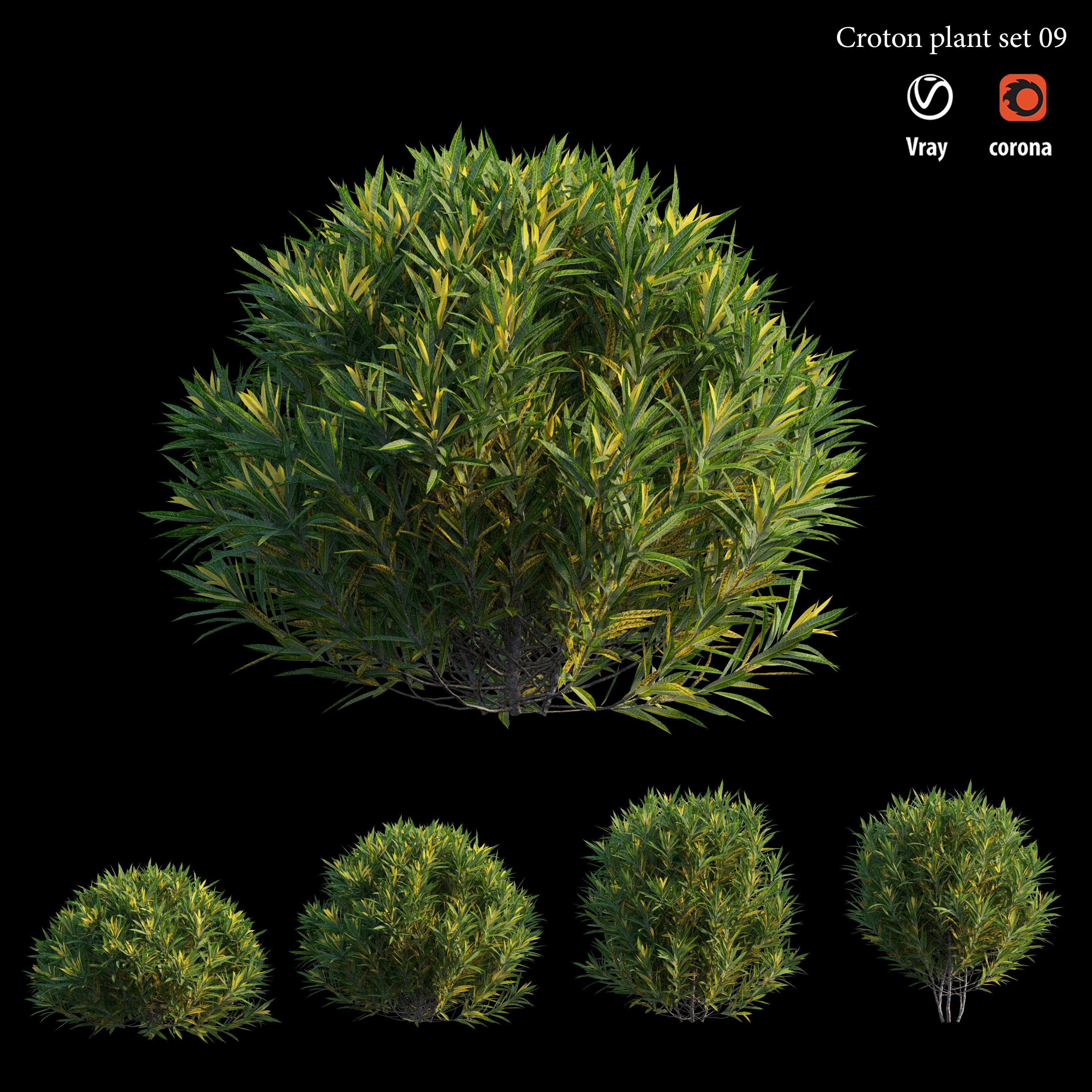 Croton plant set 09 3D model_1