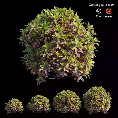 Croton plant set 10 3D model