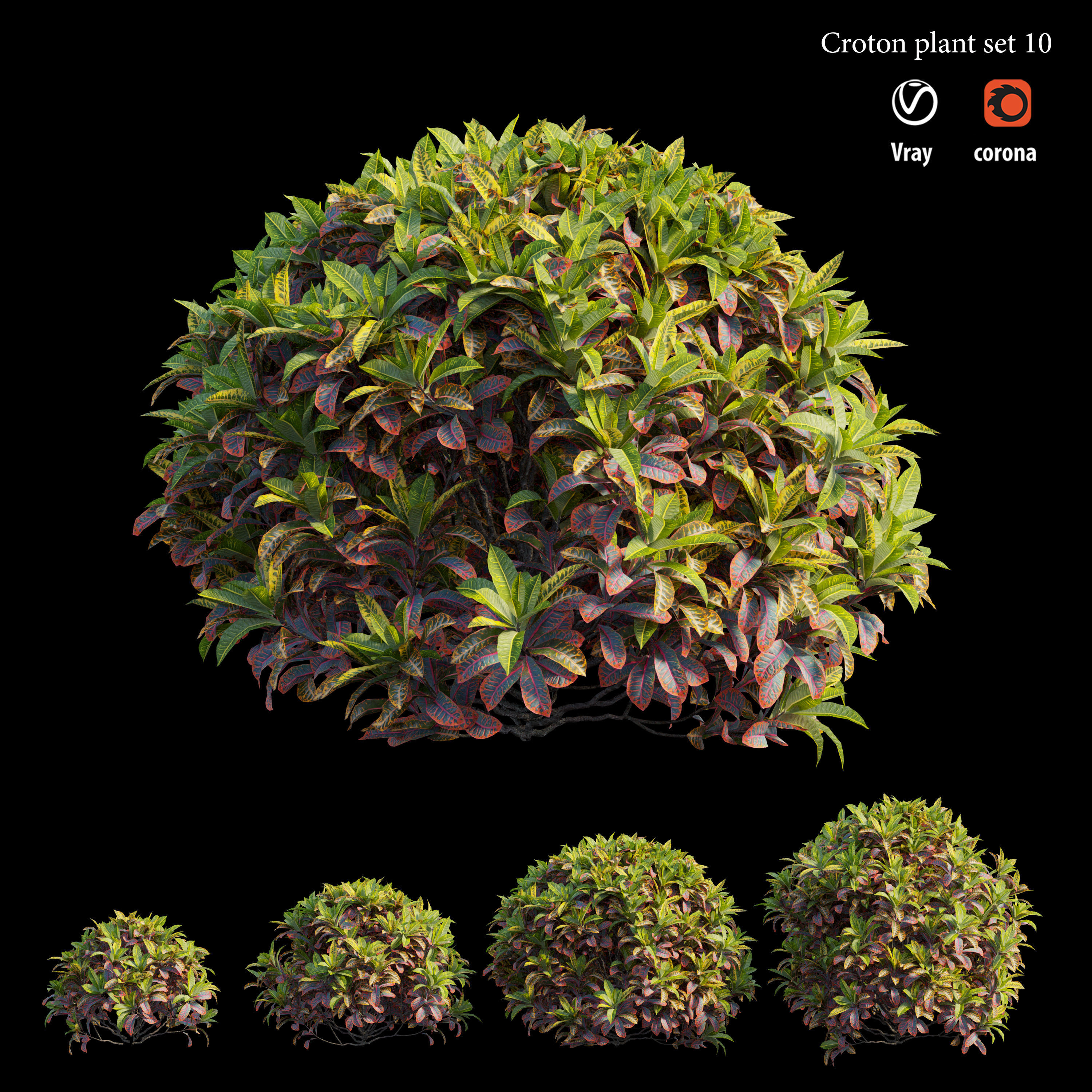 Croton plant set 10 3D model_1