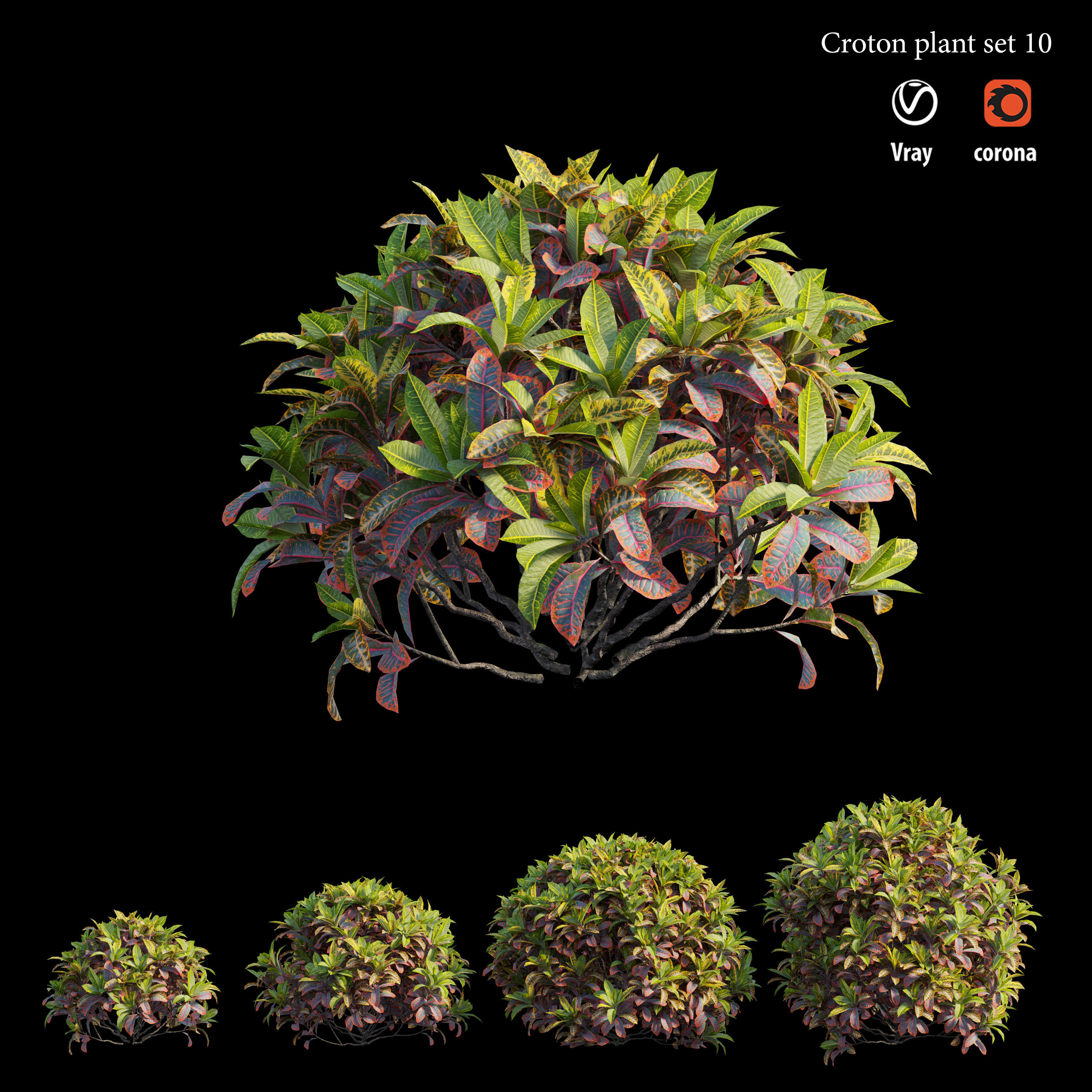 Croton plant set 10 3D model_3