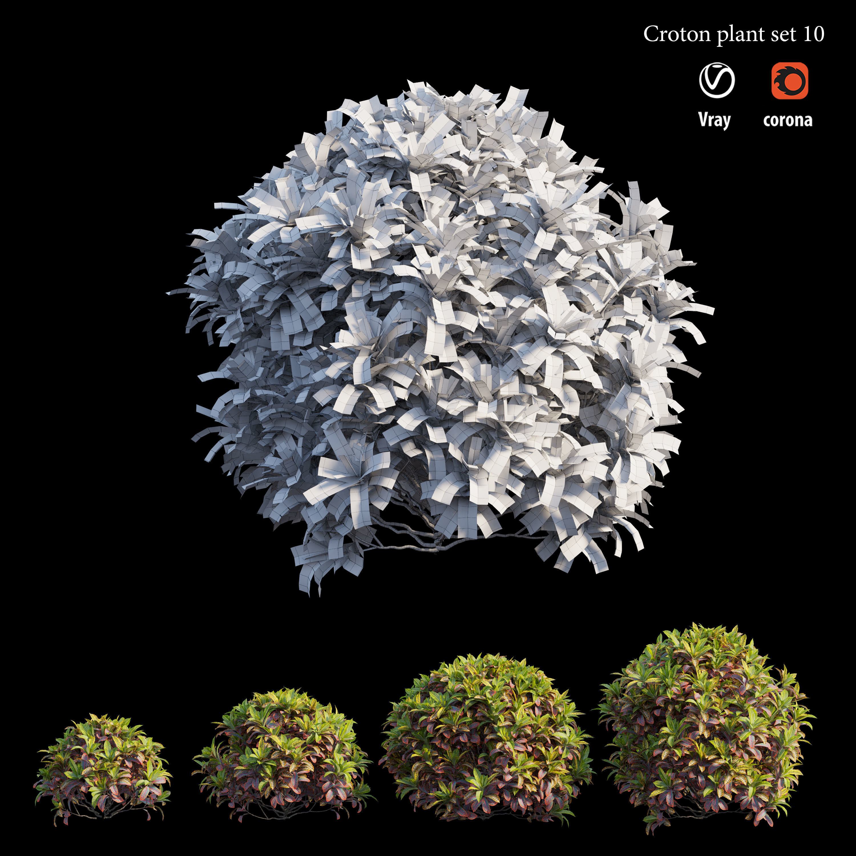 Croton plant set 10 3D model_4