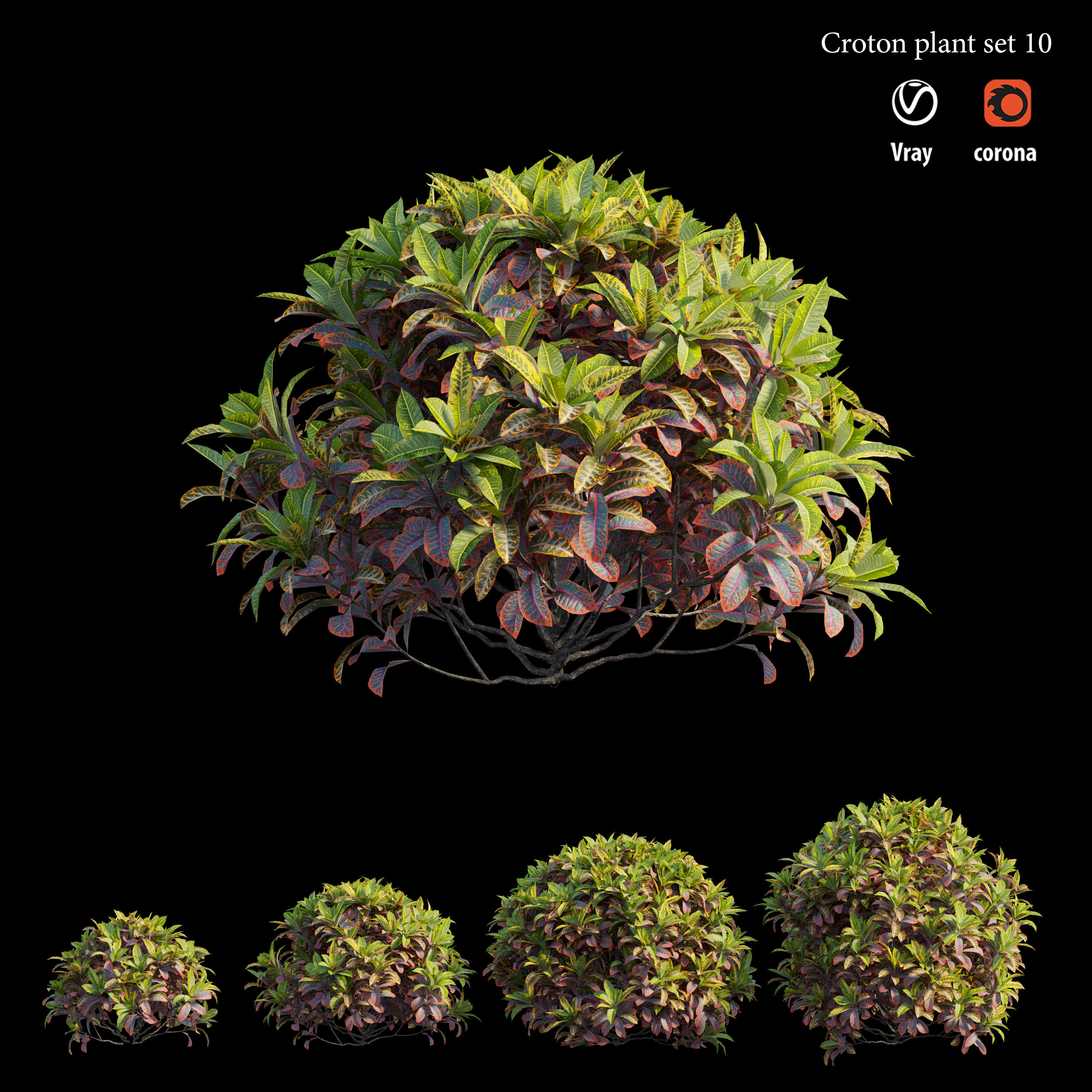 Croton plant set 10 3D model_2