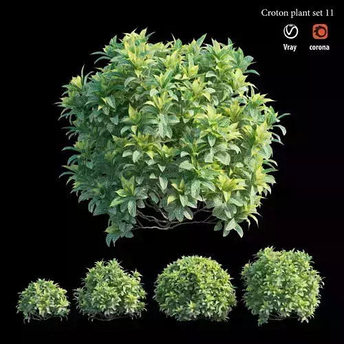 Croton plant set 11 3D model