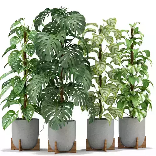 Plants collection 355 3D model