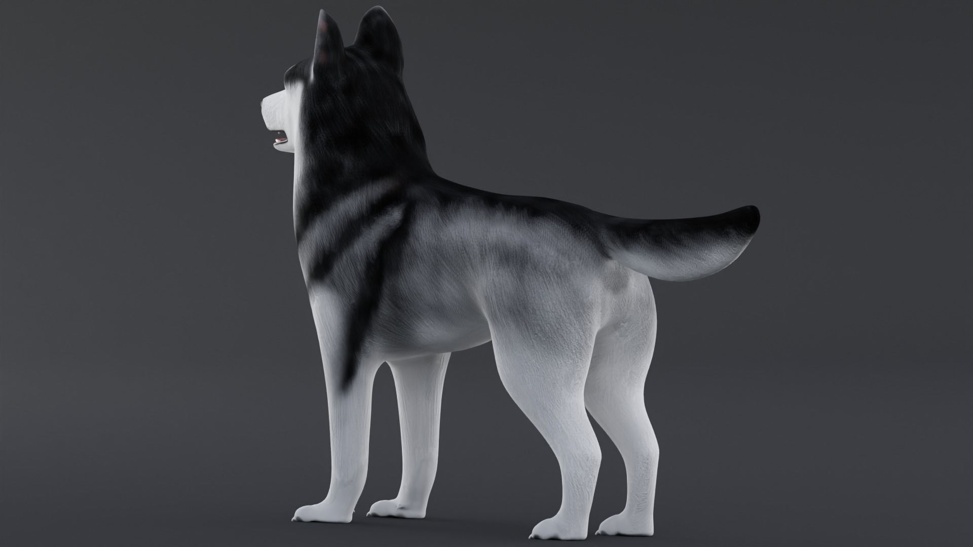 Dog Siberian Husky Low Poly Model Game AR VR Low-poly 3D model_2