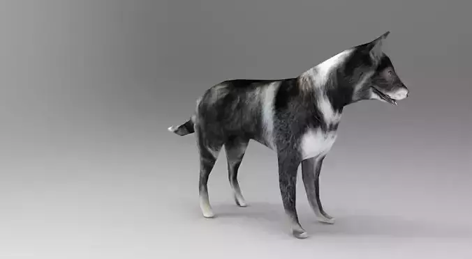 Dog Rigged and Animated  Low-poly 3D model