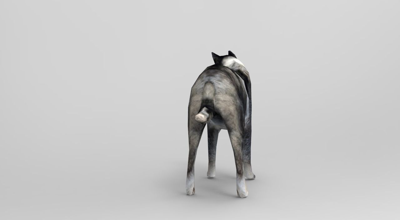 Dog Rigged and Animated Low-poly 3D model_10