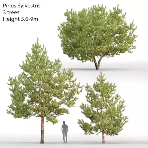 Pinus Sylvestris 028 H5-9m