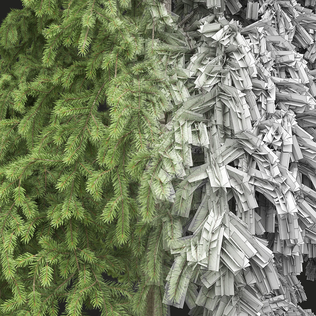 Picea Pungens 08 3D model_2