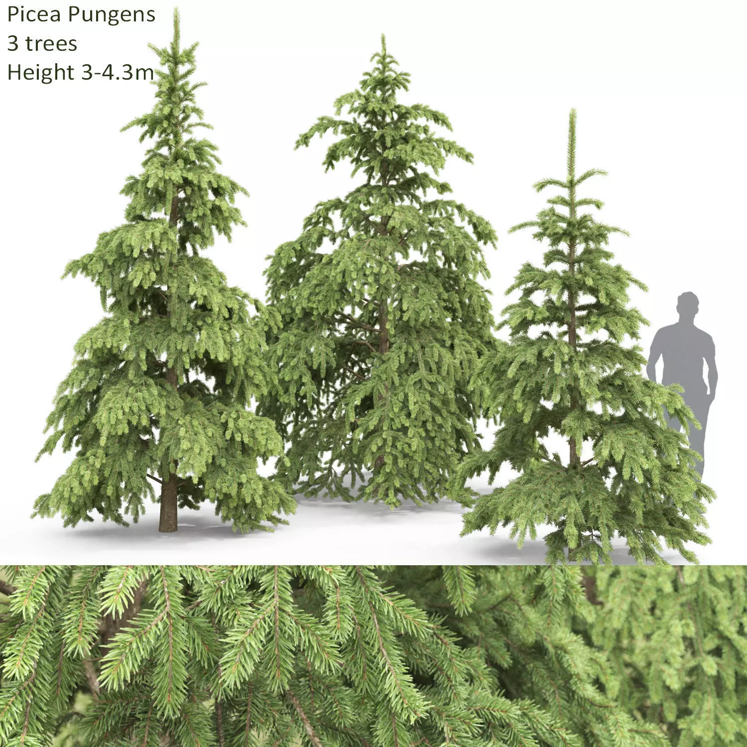 Picea Pungens 08 3D model_0