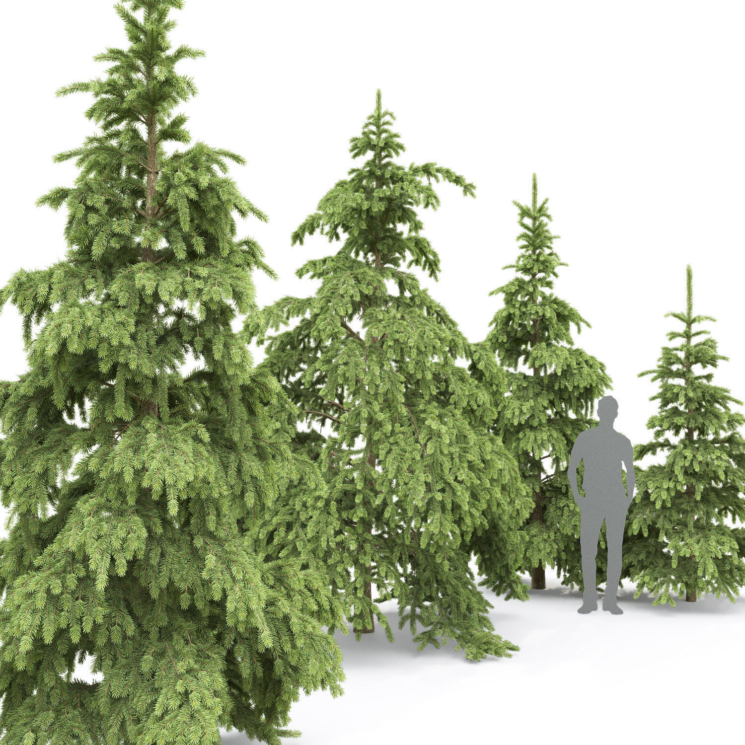 Picea Pungens 08 3D model_1