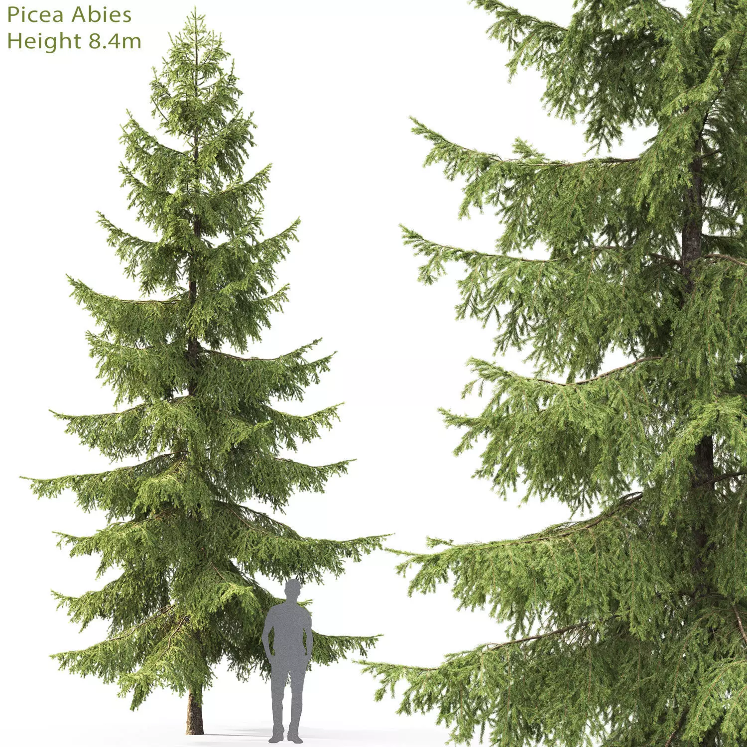 Picea 07 3D model