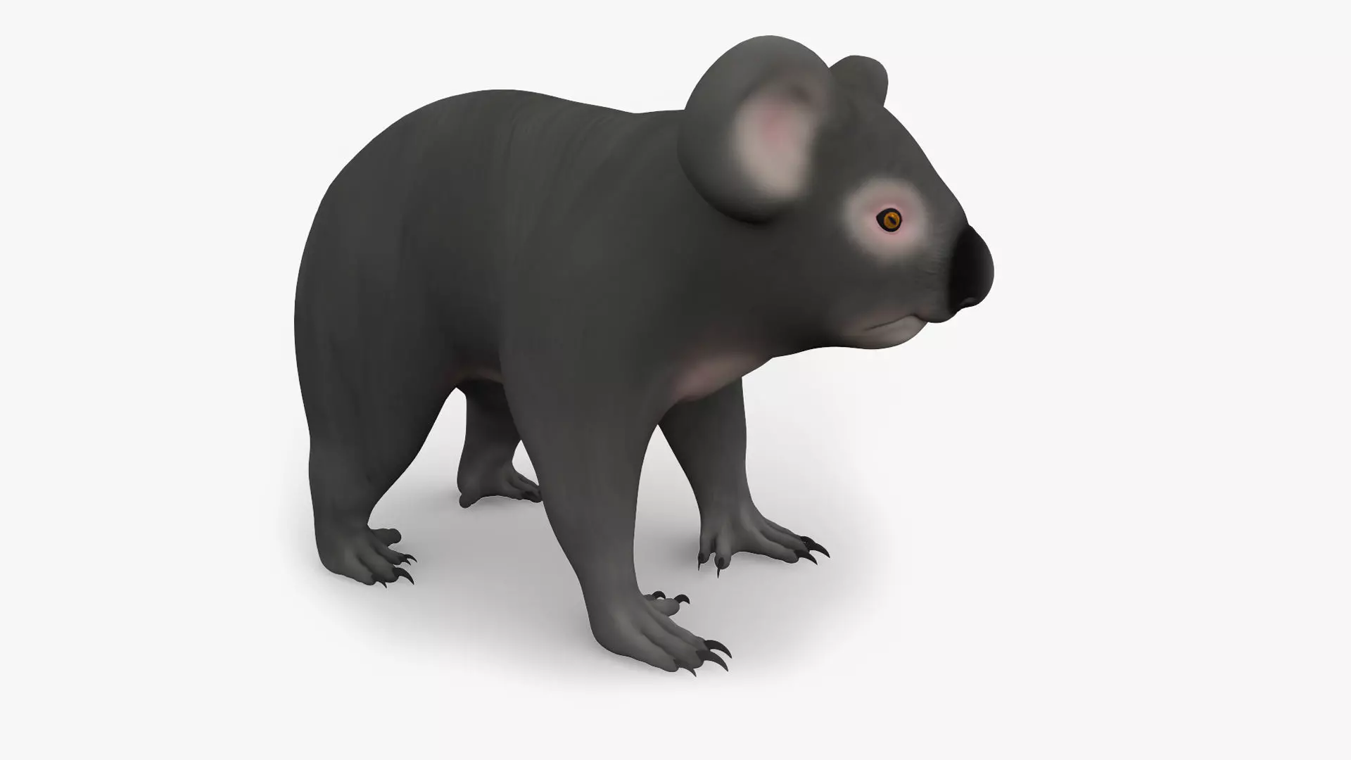 3D KOALA BEAR Low-poly 3D model_0