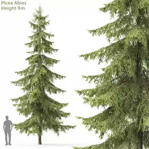 Picea 08 3D model