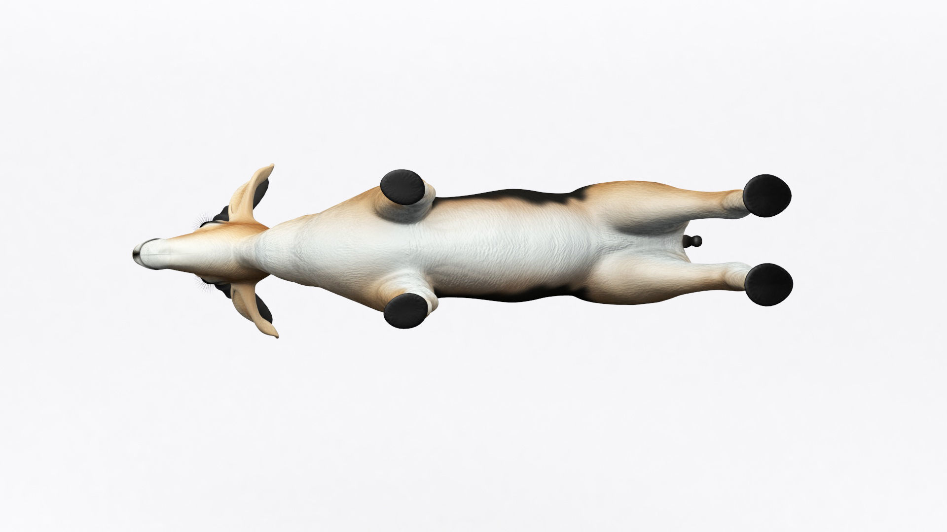 3D ANTELOPE Low-poly 3D model_11