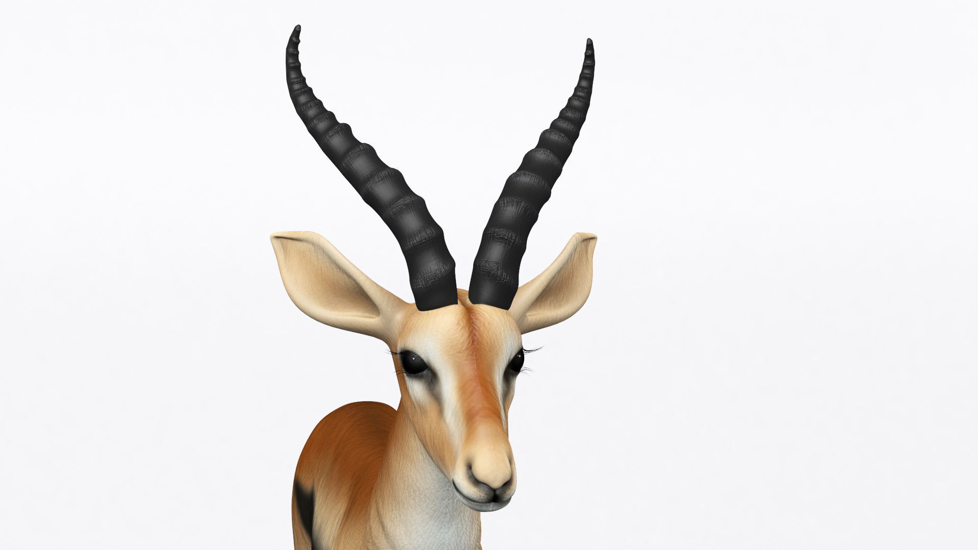 3D ANTELOPE Low-poly 3D model_8
