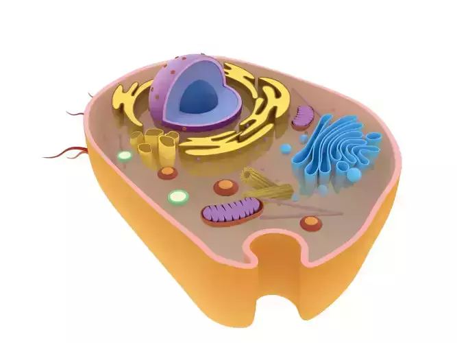 Animal Cell 3D model