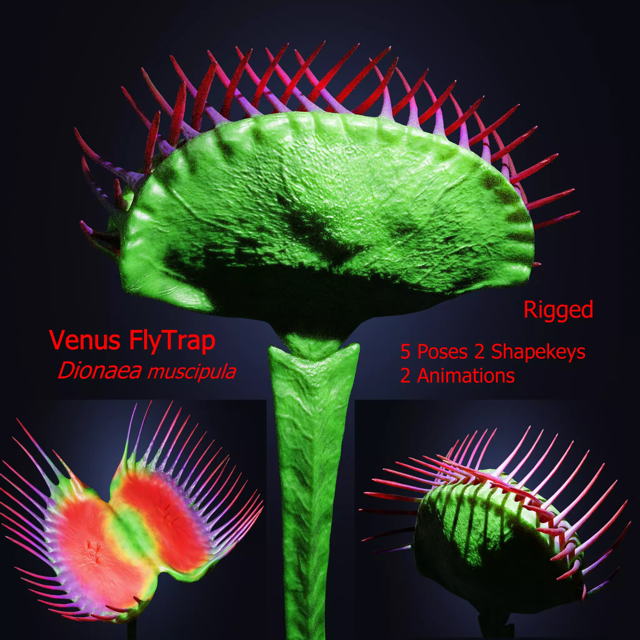 Venus Fly-Trap Rigged Low-poly 3D model_0