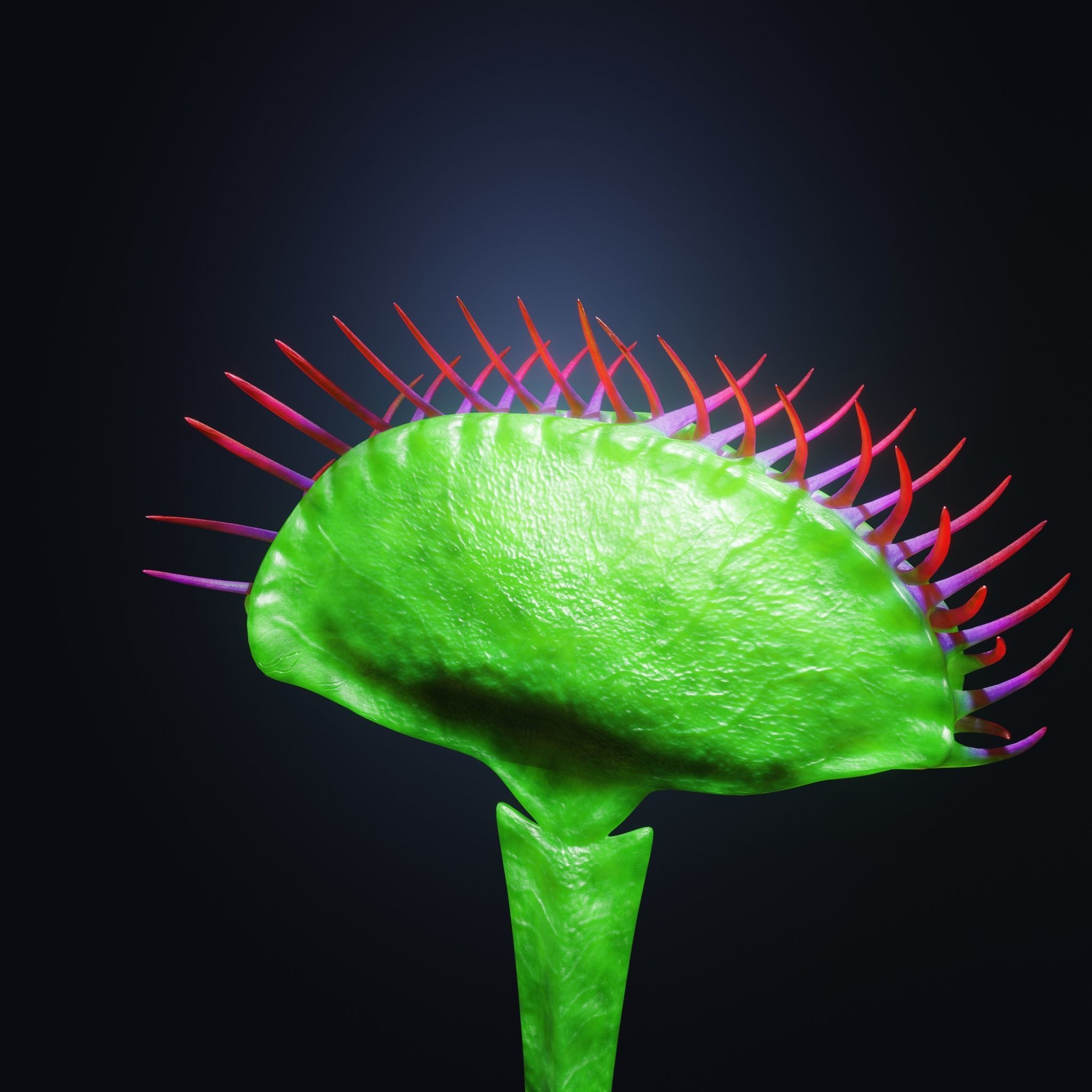 Venus Fly-Trap Rigged Low-poly 3D model_32