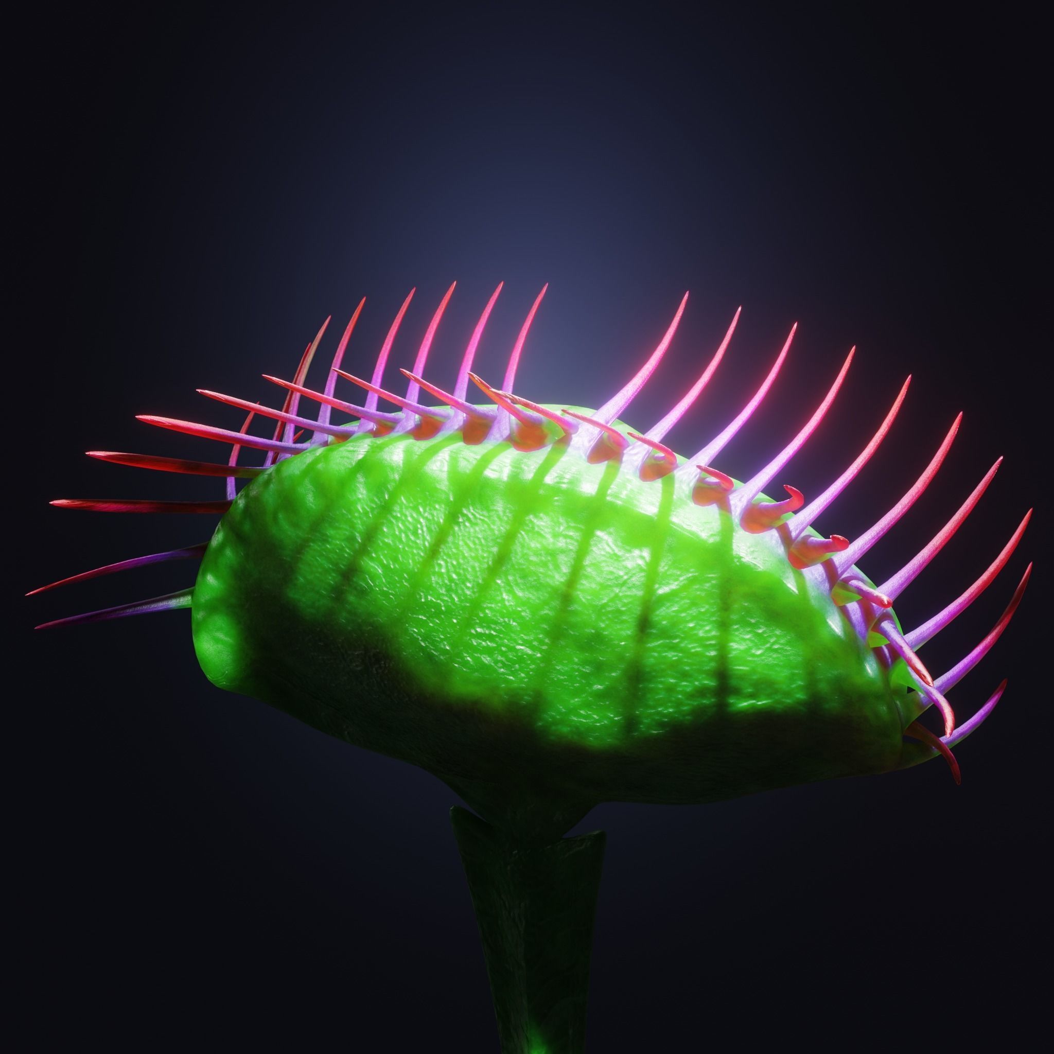 Venus Fly-Trap Rigged Low-poly 3D model_30