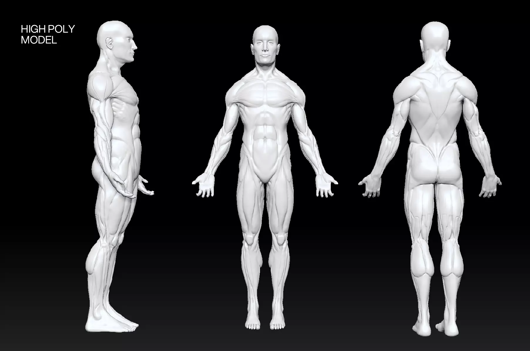3D model Ecorche Male Anatomy Model High Poly Low Poly ZBrush ZTL