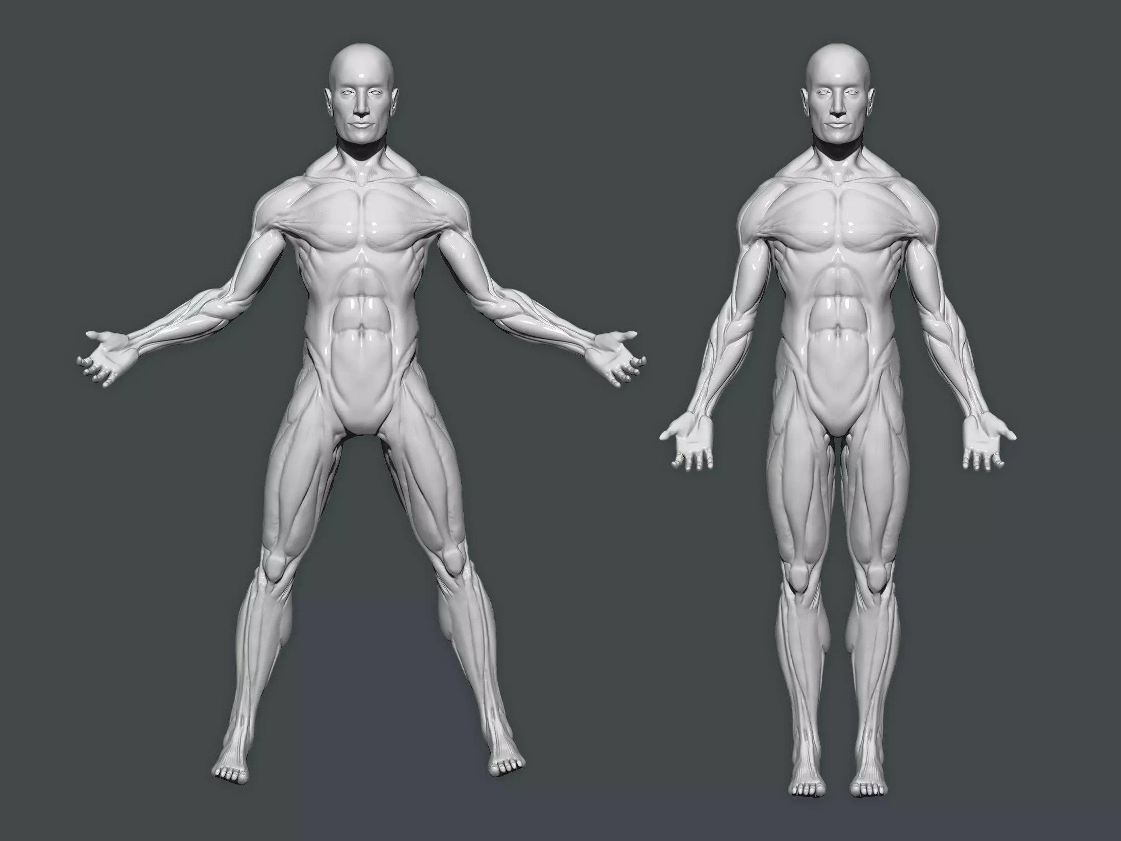3D model Ecorche Male Anatomy Model High Poly Low Poly ZBrush ZTL