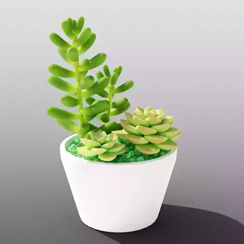 Succulent pot