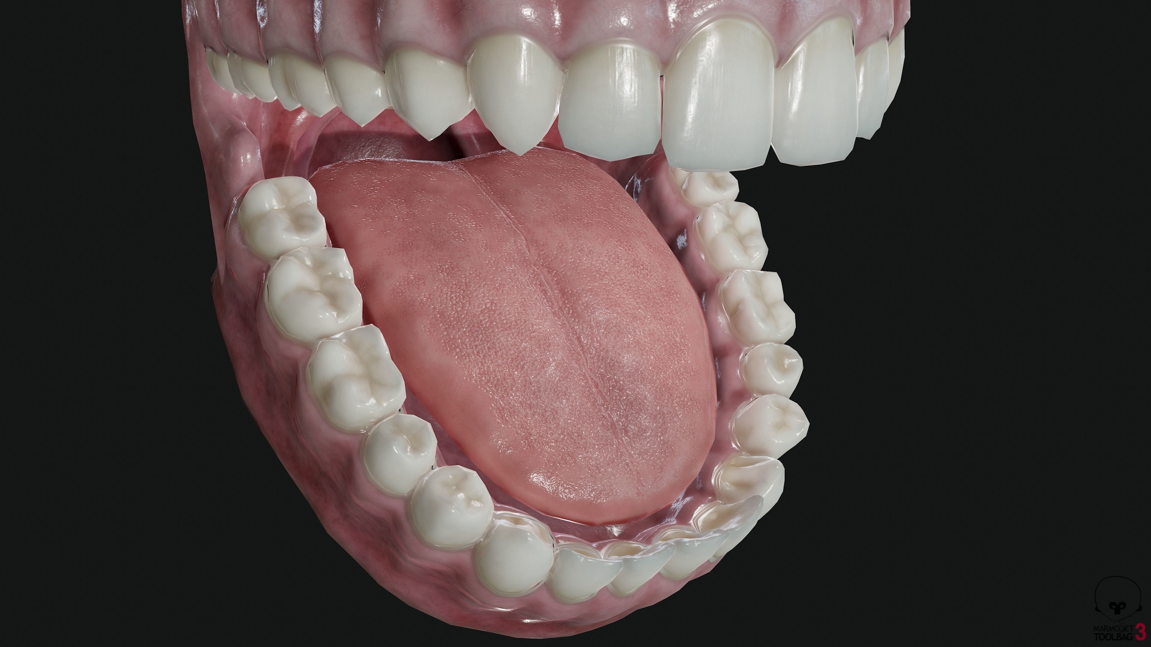 Teeth and tongue Low-poly 3D model_8