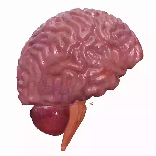 Brain human showing left side of Low-poly 3D model