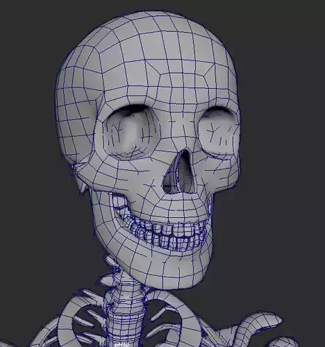 Skeleton