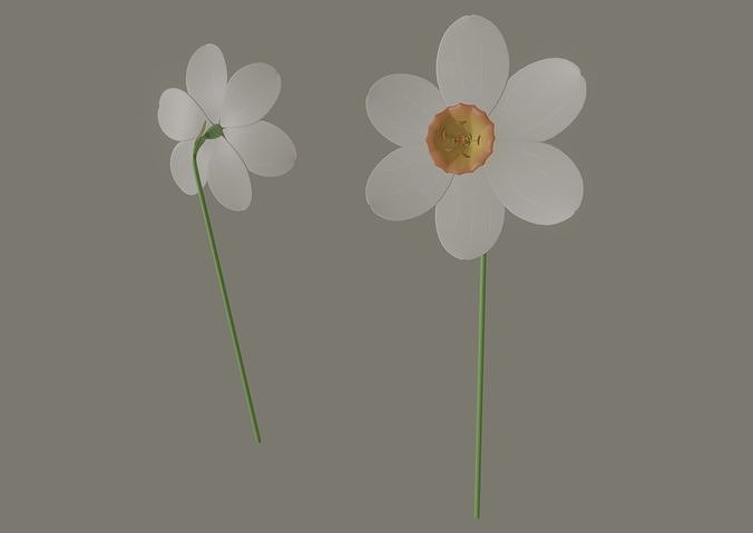 Narcissus Flower 3D model