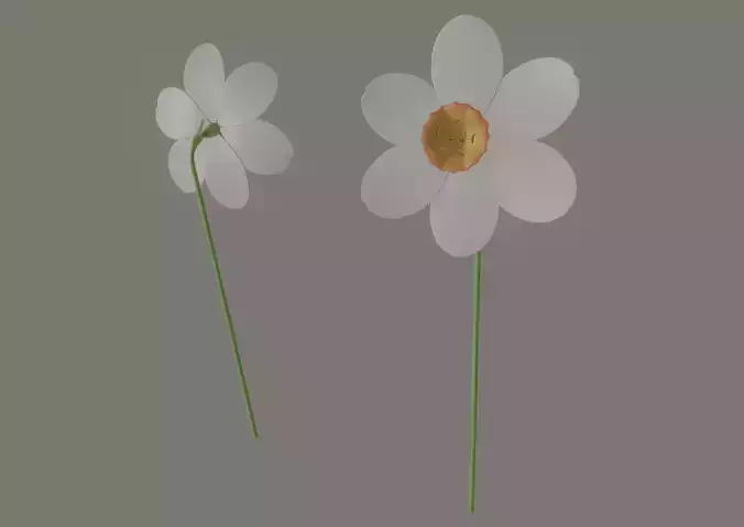 Narcissus Flower 3D model