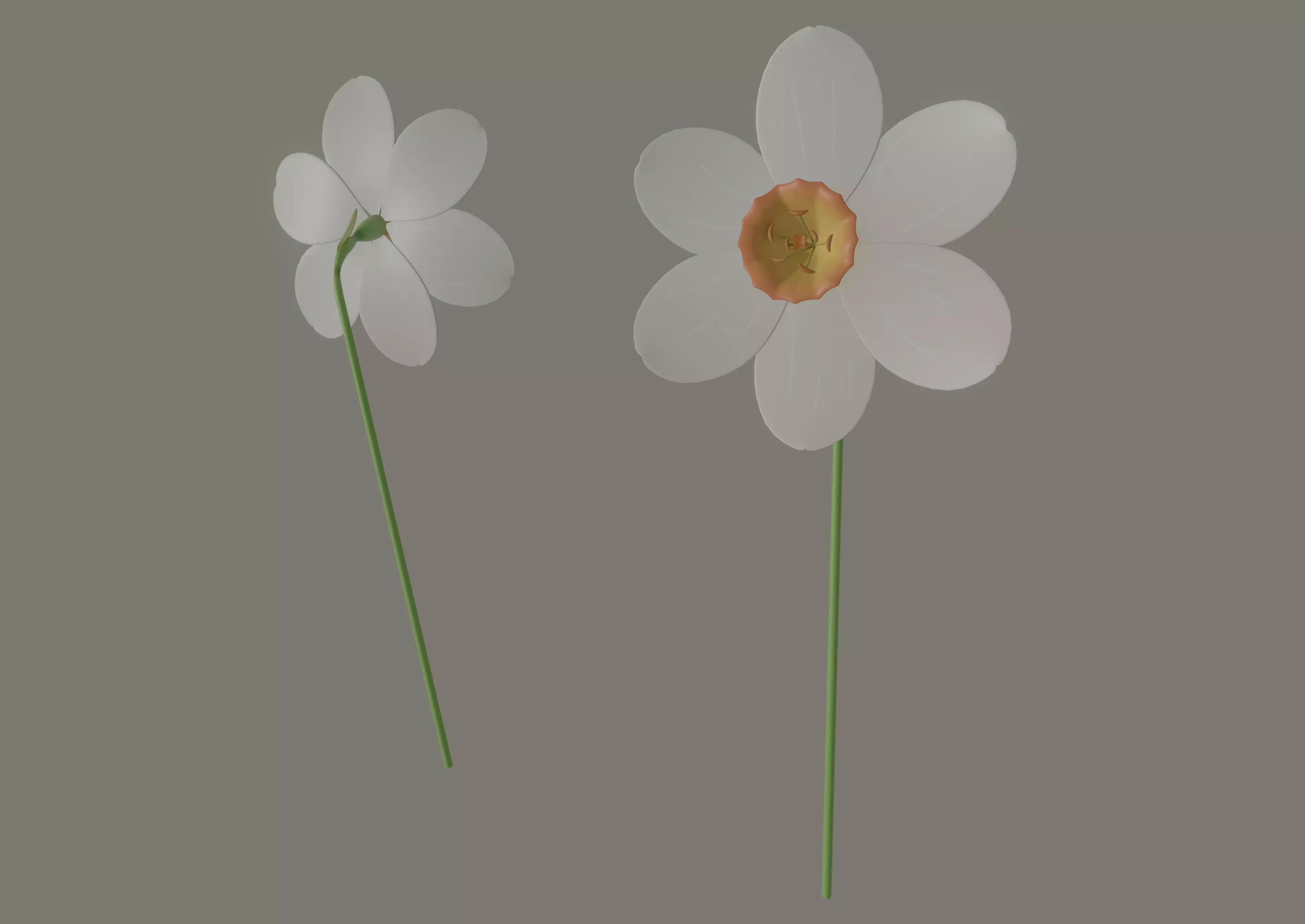 Narcissus Flower 3D model_0
