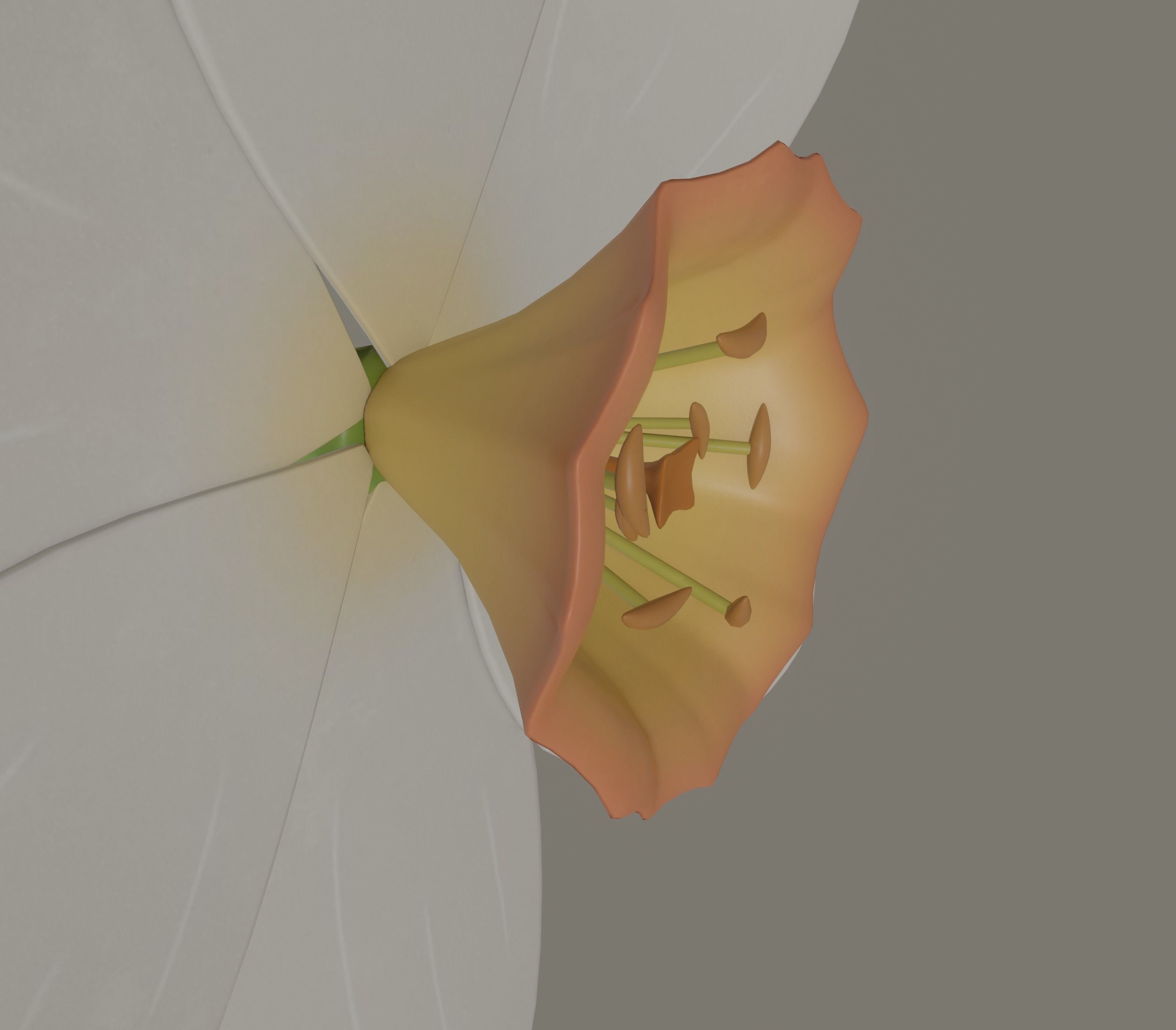 Narcissus Flower 3D model_9