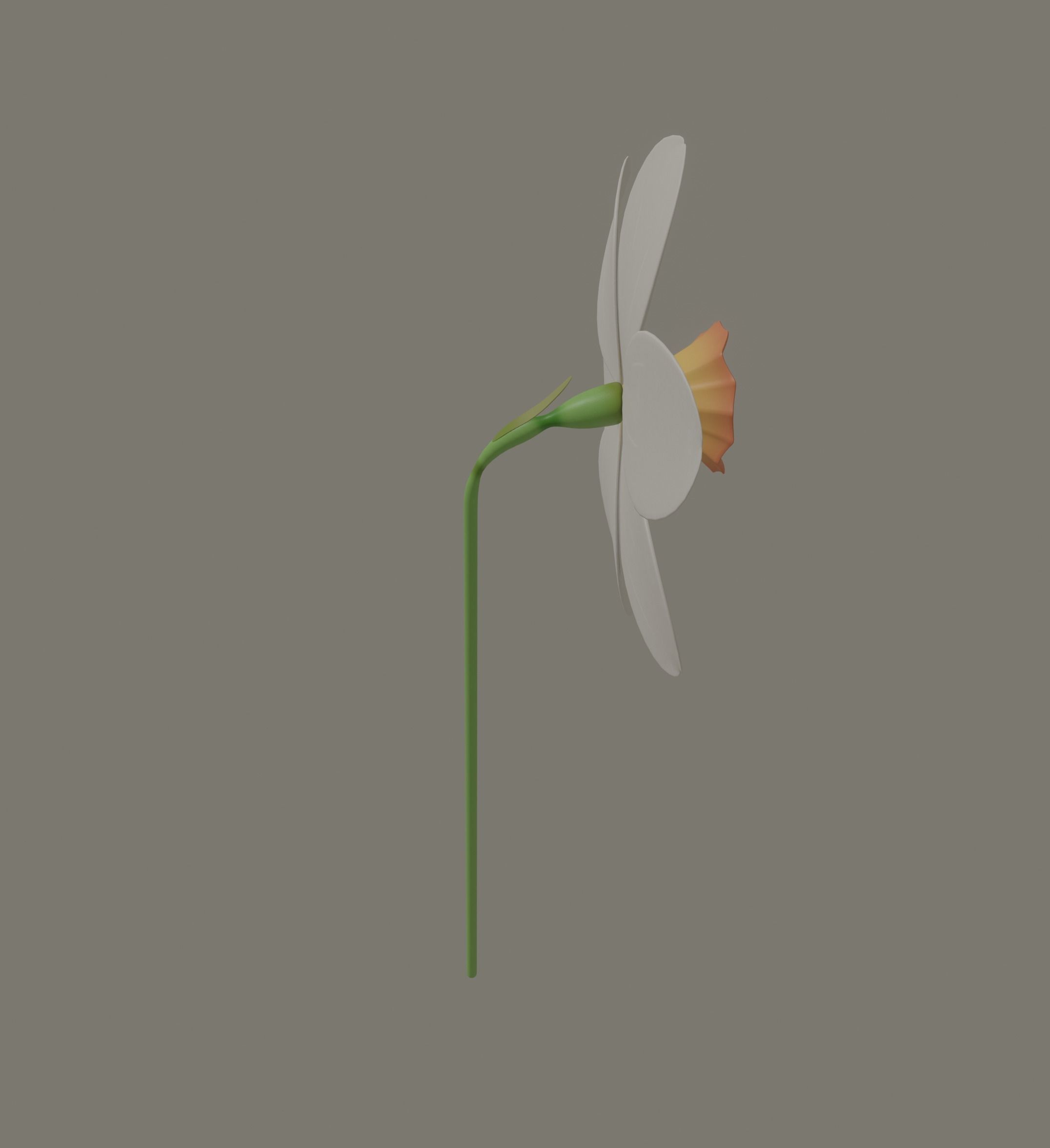 Narcissus Flower 3D model_6