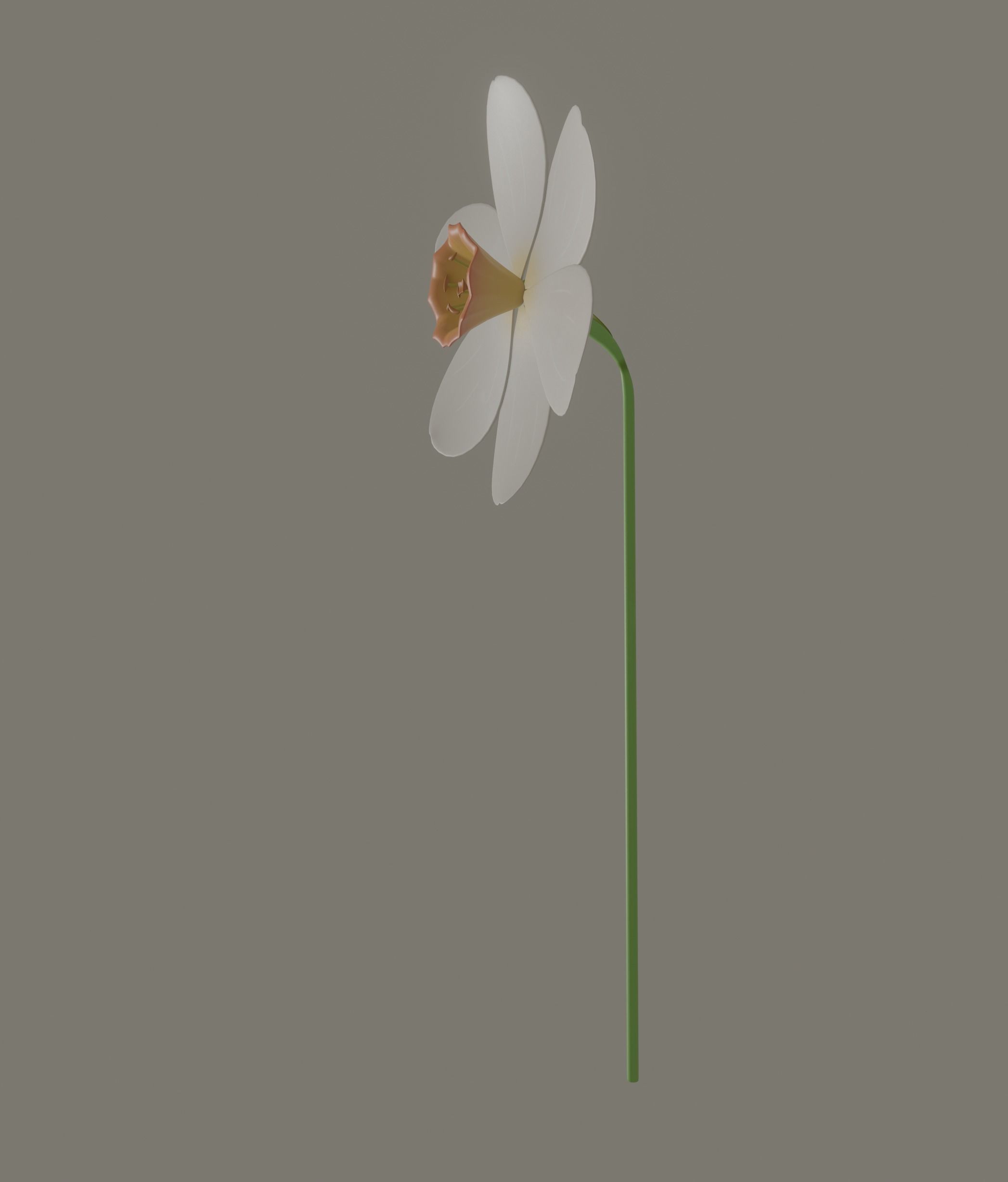 Narcissus Flower 3D model_3