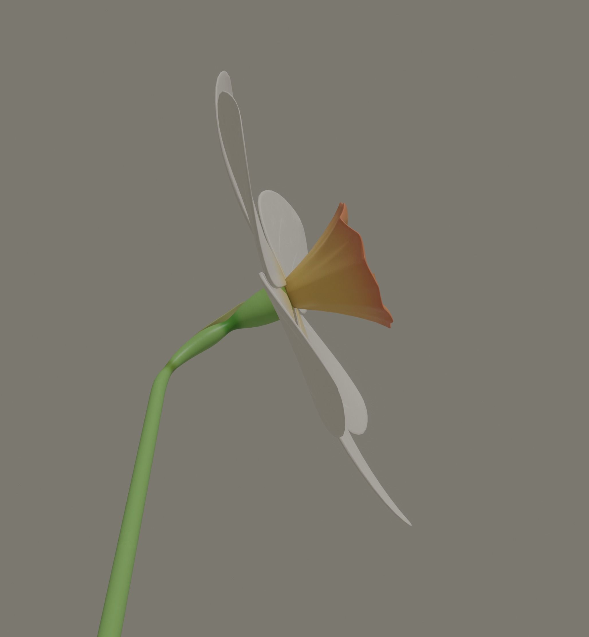 Narcissus Flower 3D model_10