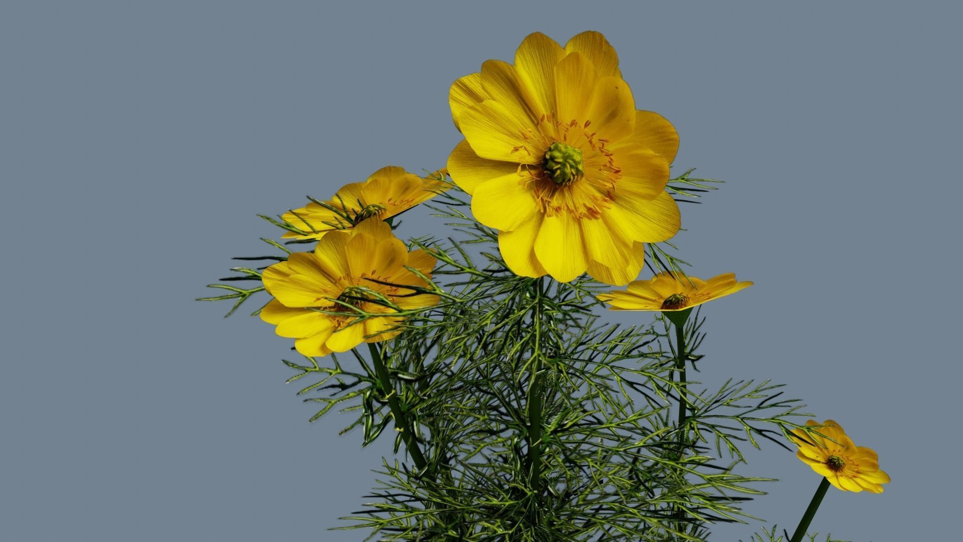 Wild flowers set Low-poly 3D model_2